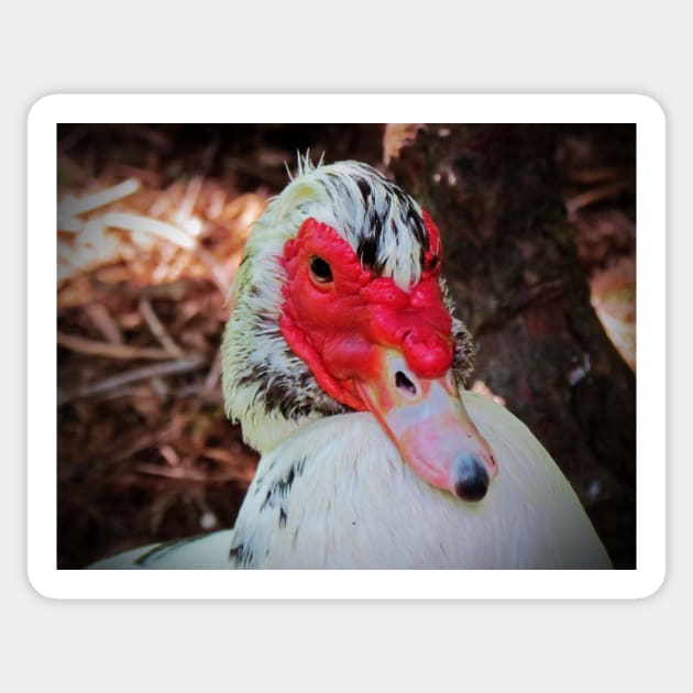 Muscovy Duck Sticker by Cynthia48